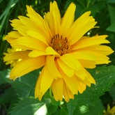 False Sunflower